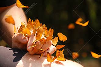Butterflies on hand