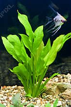 Angelfish in aquarium