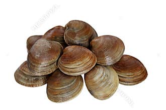 Clams