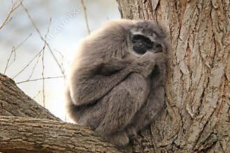 Silvery Gibbon, Hylobates moloch, monkey in the nature forest habitat. Grey gibbon sleeping on the tree. Wildlife scene.