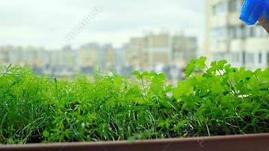 Urban gardening concept. Hand spraying watering plants on balcony garden.