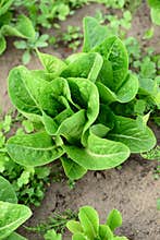 Plants and vegetables garden is growing