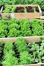 Plants and vegetables garden is growing