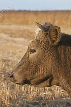 Domestic Cow portrait