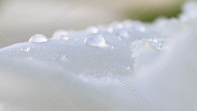 Dew drops on white petal