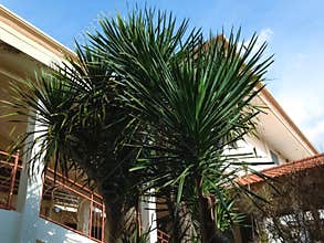 Natural View Decoration Plants Of Cabbage Tree Or Cordyline Australis In The Garden Of The House