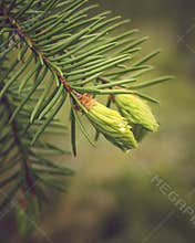 Raindrop on fir tree bud.