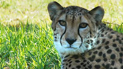 DUBBO, AUSTRALIA- FEB, 2, 2013: a cheetah rests and faces the camera