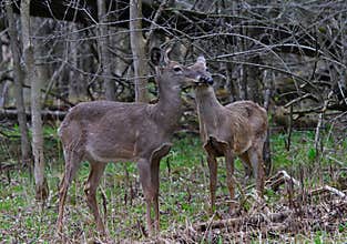 Nuzzling Deer