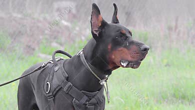 Middle view. The dog barks, guarding the territory.