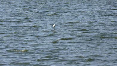 Great egrets in Florida lake