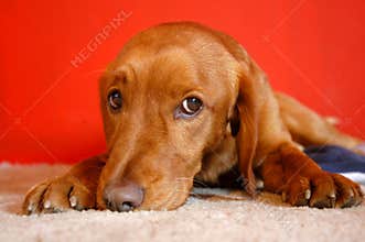 Red dog