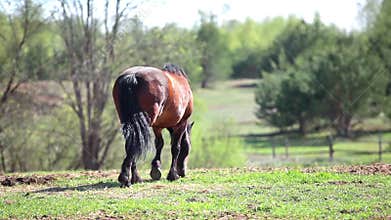 Chestnut horse walking on meadow