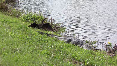 Anhinga bird and alligator near lake. Florida wildlife.