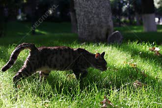 Gray tabby cat is walking on a grass for find some food. Homeless cat on a street on sunny day at summer