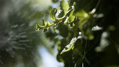 Gardening and planting closeup. Shot in 4k.