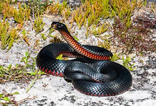 Red-bellied Black Snake