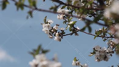 White flowers on fruit trees. Blooming gardens, bees collect nectar from a blooming Apple tree. Sakura, a cherry tree, the cherry