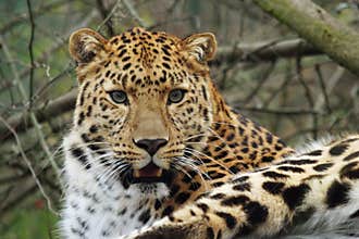 Amur leopard