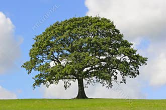Oak Tree, Symbol of Strength