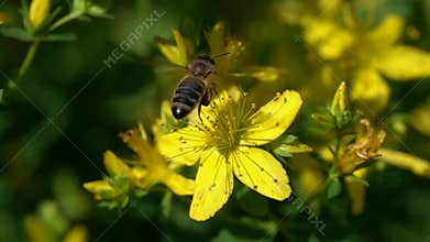 Slow Motion Video: Bee is on bright yellow hypericum flowers