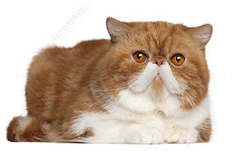Exotic Shorthair cat, 2 and a half years old