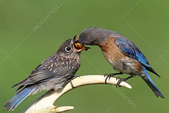 Female Eastern Bluebird Feeding A Baby