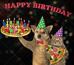 Dog with cat carry birthday pizza