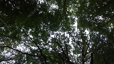 Bottom view of the treetops, rotation