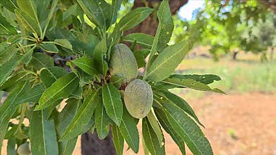 Branch of almond tree with green almonds