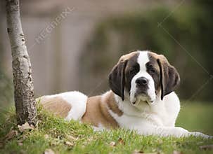 Saint Bernard