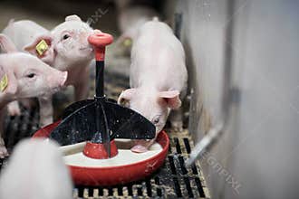 Small piglet in the farm. Group of Pig indoor on a farm