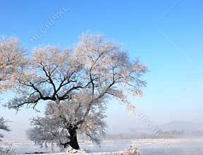 Chinese rime