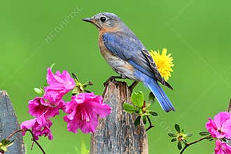 Eastern Bluebird