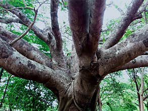 Big tree branches in the forest nature photo
