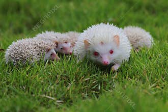 A pygmy hedgehog mother Atelerix albiventris is walking on the grass with her two babies