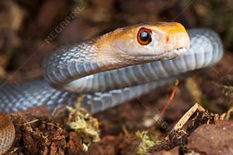Taipan