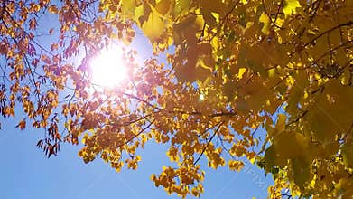 Sun glowing through vibrant yellow autumn leaves
