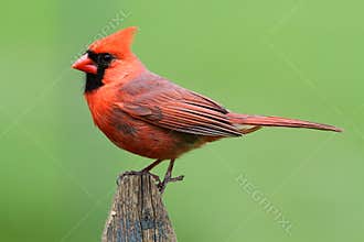 Male Cardinal On A Fence