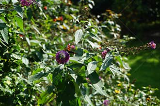 Aglais io, the European peacock, more commonly known simply as the peacock butterfly, on Buddleia Flower-Power in the garden.
