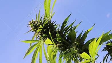 Marijuana plant blowing in the wind