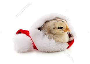 Chicken in a Christmas hat