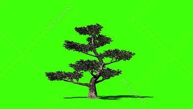 Pertusa tree timelapse growing, Green Screen Chromakey