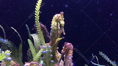 Tiger snout seahorse - West Australian seahorse