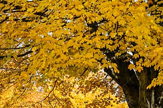 Yellow Maple Tree, Fall, Autumn