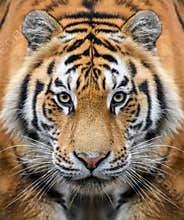 Close-up detail portrait of big Siberian or Amur tiger