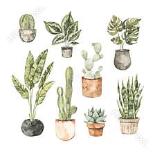 Watercolor house plant illustrations. Cactus, monstera, pipal, succulent, olive tree. Home decor botanic flowers. Greenery. Floral