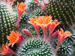 Cactus flowers