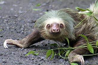 Two-toed sloth crawling