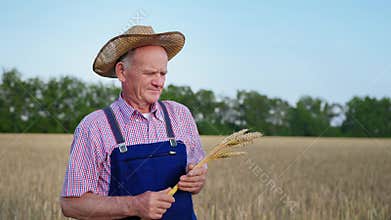 Good harvest, joyful elderly man agribusiness farmer with ears of wheat in his hands inspects field